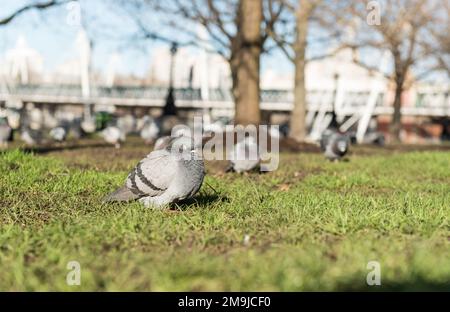 Feral Pigeon am Südufer der Themse, London Stockfoto