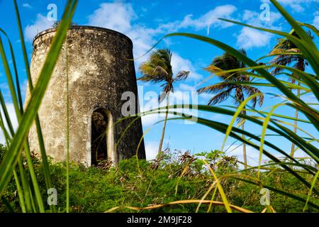 Alte Ruine mit Palmen, Moulin Nesmond, Capesterre, Marie-Galante, Guadeloupe, Frankreich Stockfoto