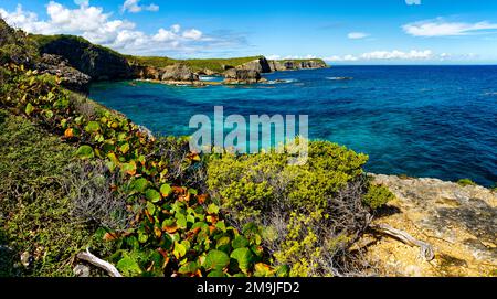 Pflanzen, die in Capesterre, Marie-Galante, Guadeloupe, Frankreich, angebaut werden Stockfoto