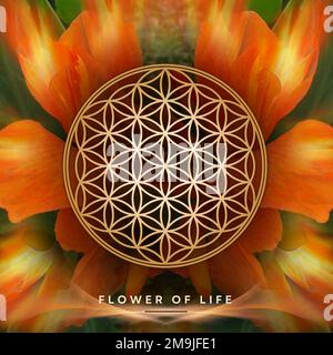 Blume des Lebens auf Canna-Blumen Hintergrund Stockfoto