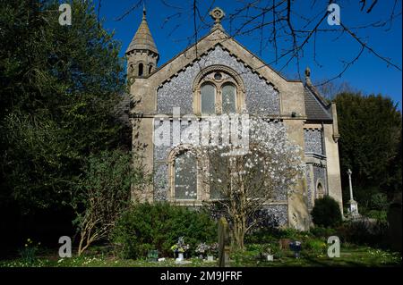 West Hyde, Hertfordshire, Großbritannien. 19. März 2022. Magnolia und primula blühen auf dem Gelände der Kirche St. Thomas von Canterbury. Ein schöner sonniger Tag in West Hyde mit einem echten Gefühl von Frühling in der Luft. Kredit: Maureen McLean/Alamy Stockfoto