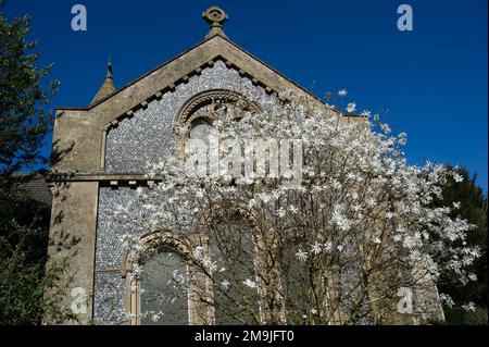 West Hyde, Hertfordshire, Großbritannien. 19. März 2022. Magnolia und primula blühen auf dem Gelände der Kirche St. Thomas von Canterbury. Ein schöner sonniger Tag in West Hyde mit einem echten Gefühl von Frühling in der Luft. Kredit: Maureen McLean/Alamy Stockfoto