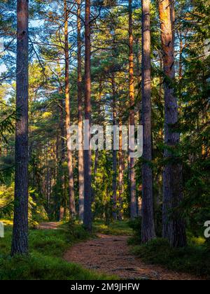 Wald und Pfad, Lahemaa-Nationalpark, Nordeuropa Stockfoto