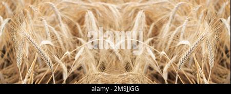 Nahaufnahme des Weizenspiels auf dem Feld. Landwirtschaftskonzept. Bannergröße mit Platz für Text Stockfoto