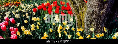 Bunte Blumen, Mount Vernon, Washington State, USA Stockfoto