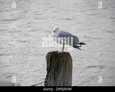 Eine Möwe, die auf einem Holzpfahl über dem Wasser der ostsee sitzt Stockfoto