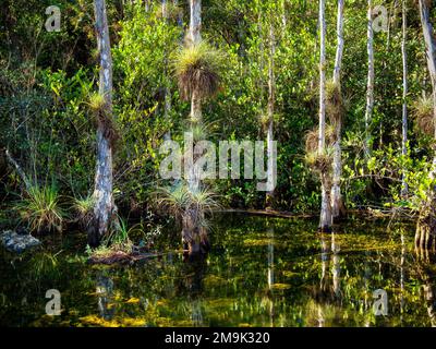 Sumpflandschaft und Bäume, Loop Road, Big Cypress National Preserve, Florida, USA Stockfoto