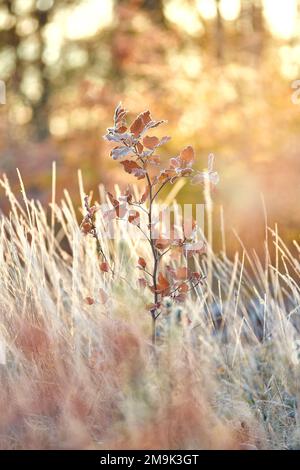 Junger Baum mit Frost bedeckt. Hochwertiges Foto Stockfoto