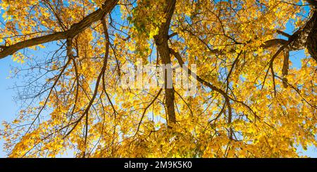 Elmäste mit gelben Blättern im Herbst Stockfoto