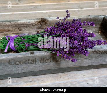 Lavendelbündel in Holzernte, Clallam County, Washington, USA Stockfoto