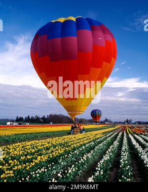 Heißluftballons über Tulpenfeldern, Clackamas County, Williamette Valley, Oregon, USA Stockfoto