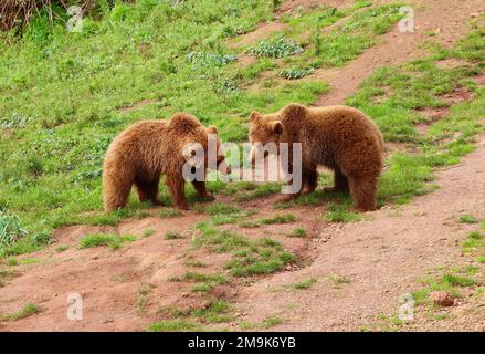 Zwei Braunbären Ursus arctos Cabarceno Naturpark Penagos Cantabria Spanien Stockfoto
