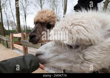 Ein neugieriger Alpaka, der für ein Foto posiert Stockfoto