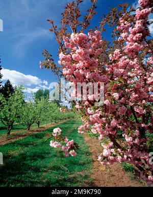 Kirschbaum in voller Blüte und eine Reihe Birnen im Obstgarten, Hood River Valley, Oregon, USA Stockfoto