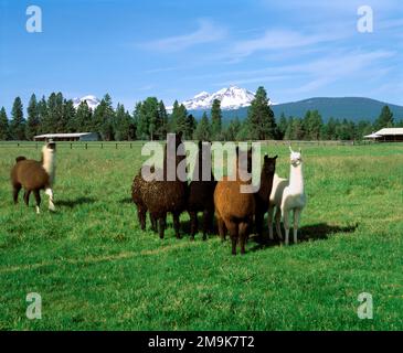 Lamas-Herde auf grüner Weide mit schneebedeckten Three Sisters im Hintergrund, Deschutes County, Oregon, USA Stockfoto