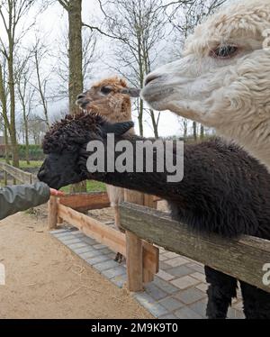 Ein neugieriger Alpaka, der für ein Foto posiert Stockfoto