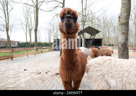 Ein neugieriger Alpaka, der für ein Foto posiert Stockfoto