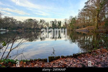 Einer der Keston-Teiche am Keston Common in der Nähe des Dorfes Keston in Kent, Großbritannien. Eine kalte Winterszene mit roten Blättern im Vordergrund. Stockfoto