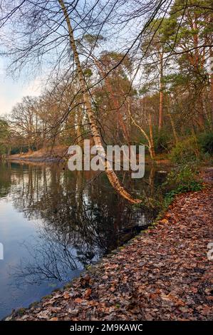 Einer der Keston-Teiche am Keston Common in der Nähe des Dorfes Keston in Kent, Großbritannien. Eine kalte Winterszene mit roten Blättern im Vordergrund. Stockfoto