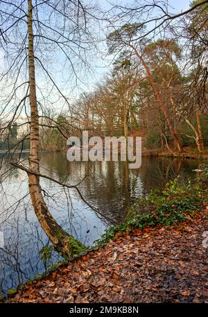 Einer der Keston-Teiche am Keston Common in der Nähe des Dorfes Keston in Kent, Großbritannien. Eine kalte Winterszene mit roten Blättern im Vordergrund. Stockfoto