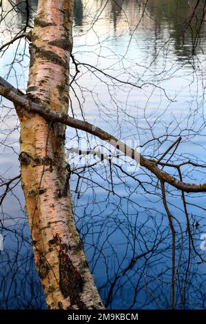 Ein Baum, der über einem der Keston-Teiche am Keston Common in der Nähe des Dorfes Keston in Kent, Großbritannien, wächst. Detaildarstellung der Rinde und Reflexionen der Zweige. Stockfoto