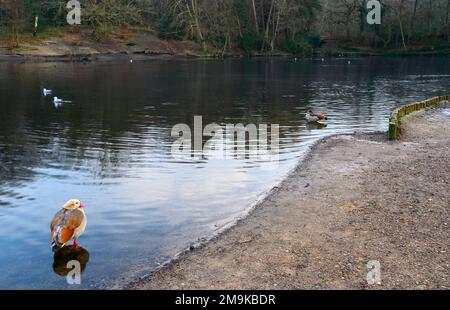 Eine ägyptische Gans an einem der Keston-Teiche auf Keston Common in der Nähe des Dorfes Keston in Kent, Großbritannien. Ägyptische Gans (Alopochen aegyptiaca) im Winter. Stockfoto