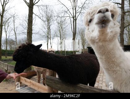 Ein neugieriger Alpaka, der für ein Foto posiert Stockfoto