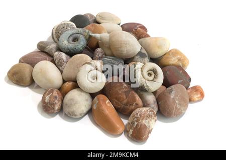 Seesteine, Muscheln, im Studio, isoliert auf weißem Hintergrund Stockfoto