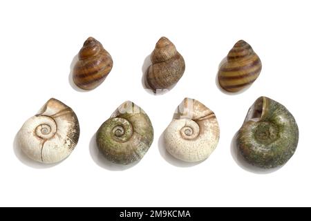 Meeresmuscheln isoliert auf weißem Hintergrund. Blick von oben Stockfoto