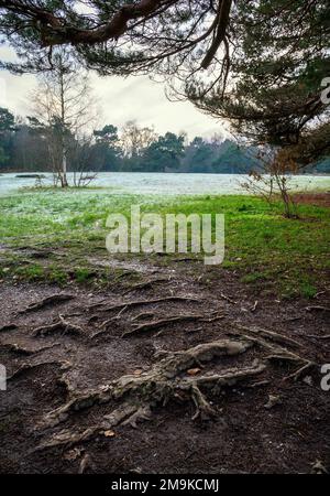 Keston Common in der Nähe des Dorfes Keston in Kent, Großbritannien. Ein offener, frostiger Grasbereich mit Baumwurzeln im Vordergrund. Im Winter gesehen. Stockfoto