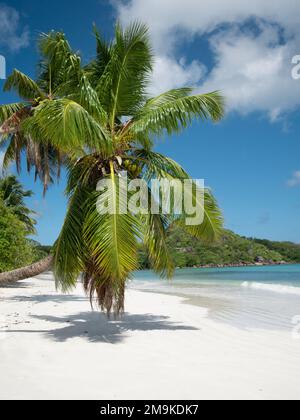 Blick mit Palmen entlang des langen Strandes von Anse Volbert auf den Seychellen. Stockfoto