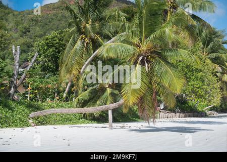 Palmen am Strand von Anse Volbert auf den Seychellen. Stockfoto