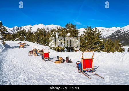 Gruppe von Huskey in vielen Hundeschlitten, wartet auf eine Fahrt, schneebedeckte Berge und Wald im Hintergrund. Skiurlaub im Winter, Andorra, Pyrenäen Stockfoto