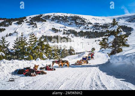 Gruppen von Huskey in vielen Hundeschlitten, warten auf eine Fahrt, Skilifte, schneebedeckte Berge und Wald im Hintergrund. Winterferien, Andorra Pyrenäen Stockfoto