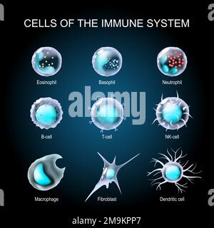 Zellen des Immunsystems. Weiße Blutkörperchen oder Leukozyten Eosinophile, Neutrophile, Basophile, Makrophagen, Fibroblasten, Und dendritische Zelle. Fertig Stock Vektor