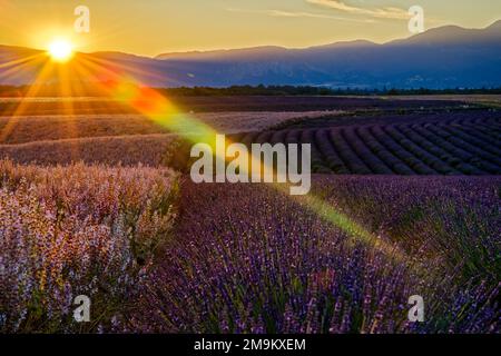 Sonnenaufgang über den Lavendelfeldern, Provence, Frankreich Stockfoto