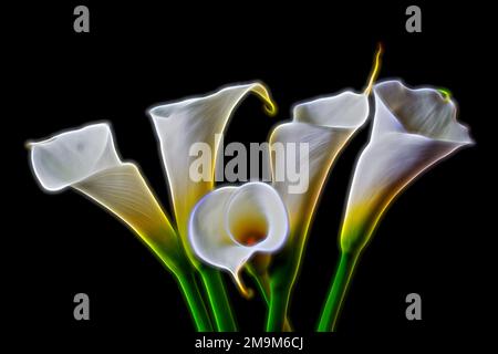 Fünf weiße Calla-Lilien Stockfoto