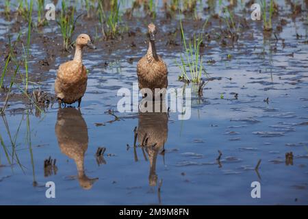 Herde von Hausenten auf balinesischen Reisfeldern, die Algen und Insektenschädlinge fressen Stockfoto