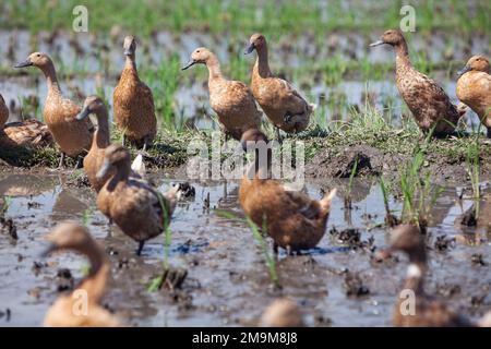 Herde von Hausenten auf balinesischen Reisfeldern, die Algen und Insektenschädlinge fressen Stockfoto