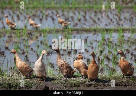 Herde von Hausenten auf balinesischen Reisfeldern, die Algen und Insektenschädlinge fressen Stockfoto