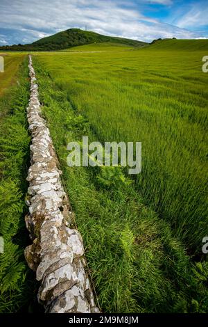 Stone Wall in Meadow, Rothesay, Isle of Bute, Schottland, Vereinigtes Königreich Stockfoto