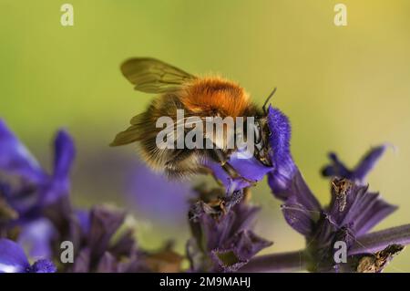 Naturtal Nahaufnahme auf einer braunen Karderpuppe, Bombus Pascuorum, auf einer violetten Blume im Garten Stockfoto