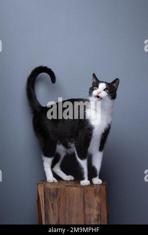 Neugierige Kalico-Katze, die auf einem Holzsockel mit dem Schwanz nach oben steht, Ganzkörperaufnahme, miaut mit offenem Mund auf grauem Hintergrund mit Kopierbereich Stockfoto