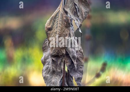 Leblose und gefrorene, zerknitterte, farblose Strauchblätter im Herbst Stockfoto