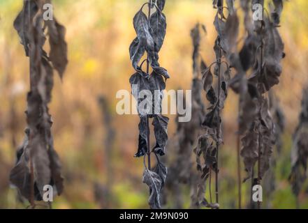 Leblose und gefrorene, zerknitterte, farblose Strauchblätter im Herbst Stockfoto