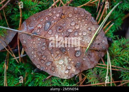 Nahaufnahme von Regentropfen auf toten Blättern mit Adern im Herbst Stockfoto