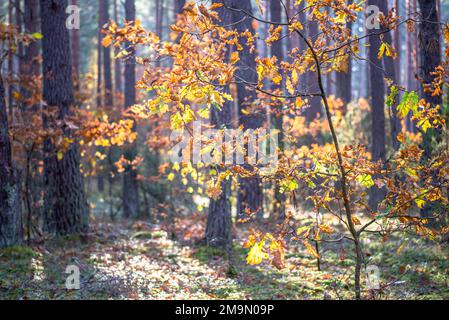 Blätter einer jungen Eiche im Sonnenlicht eines Herbstwaldes Stockfoto
