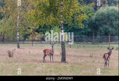 Junge Hirsche, die im Herbst auf einer Wiese grasen Stockfoto