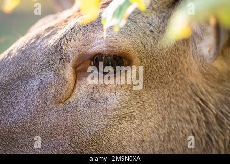 Nahaufnahme eines roten Hirschgesichts mit Fokus auf das Auge Stockfoto