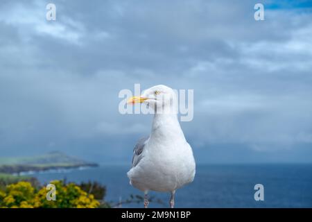 Möwen, Atlantischer Ozean, Berge und wunderschöner bewölkter Himmel, dies ist die Dingle-Halbinsel auf Irlands Wild Atlantic Way, südwestliche Atlantikküste Stockfoto